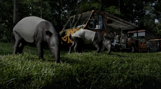 ナイトサファリ_イブニング・イン・ザ・ワイルド